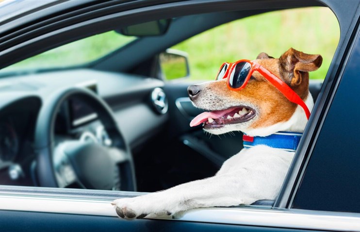 კაცი, რომელიც ძაღლს ავტომობილის მართვას ასწავლიდა, მაღალსიჩქარიანი დევნის შემდეგ დააკავეს