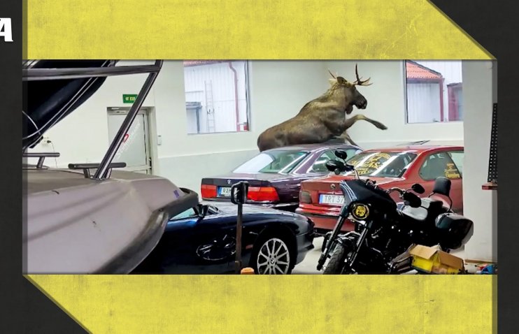 ლოსმა BMW-ის მაღაზიაში კლასიკური მე-8 სერია გაანადგურა