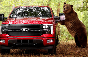 Ford-მა უსაფრთხოების სისტემის პრეზენტაციისთვის 300-კილოგრამიანი დათვი დაიქირავა
